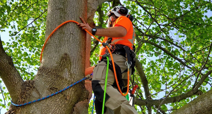 Tree Trimming Services Fort Wayne IN