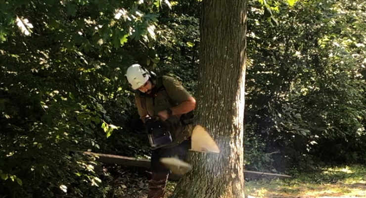 Tree Removal Service Fort Wayne IN