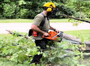 Tree Service Guilford Ct